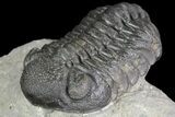 Detailed Morocops Trilobite - Beautiful Eyes #90032-1